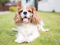 Longevity of UK Dog Breeds: Research 