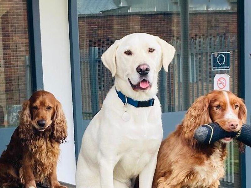 Bailey the Labrador alongside two Spaniels