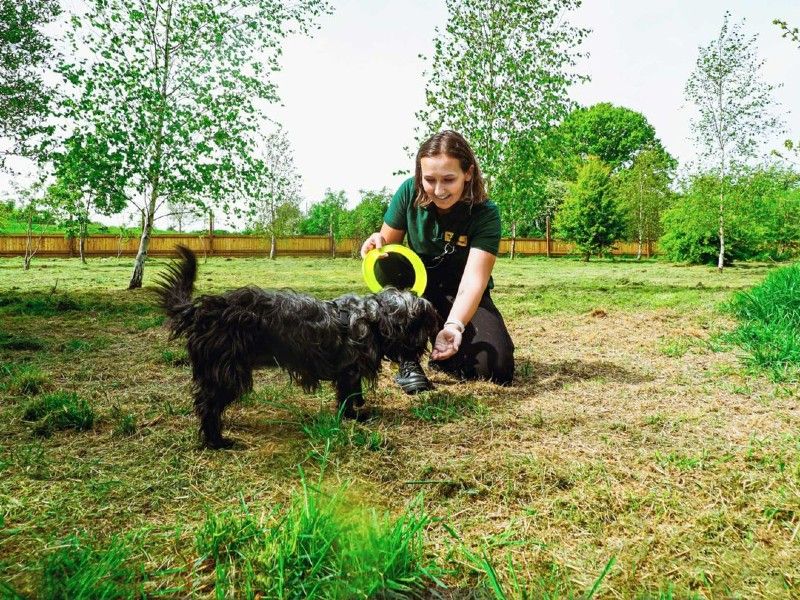 blake terrier training