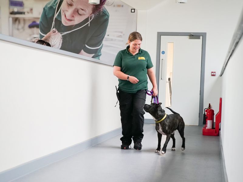 Bruce a black Staffordshire Bull Terrier walks on a lead next to a lady canine carer wearing a green polo shirt and black trousers. They walk down a hall in Cardiff rehoming centre.