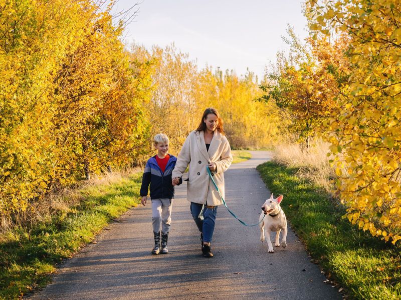 Bull terrier walking in the park with family