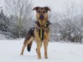 How to keep your dog safe and warm in cold weather