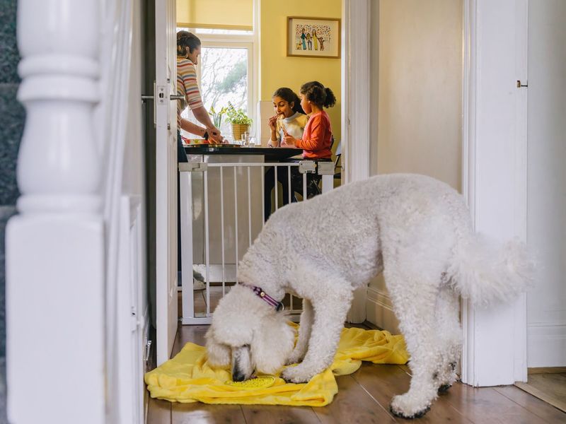 Chereka a white Poodle sniffing a snuffle mat behind a dog gate whilst the family eat in the kitchen