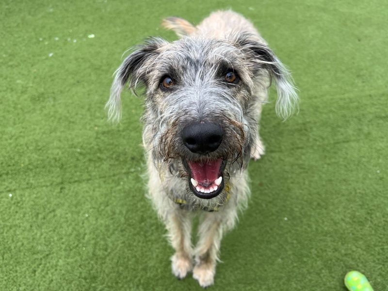 A long haired brindle Lurcher Crossbreed looking up at the camera at Snetterton RC