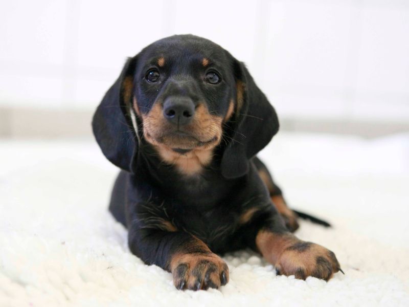 Dachshund puppy sitting on a white blanket at Dogs Trust Shoreham
