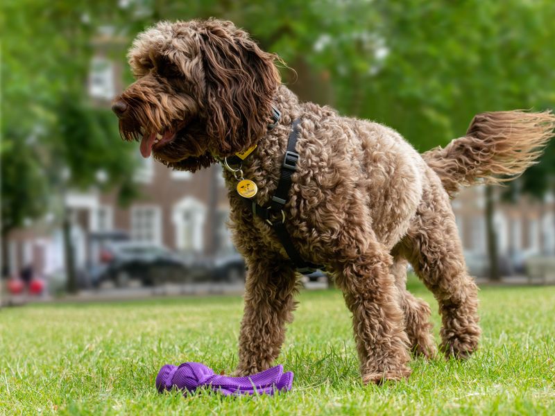Doodle dog wearing a Dogs Trust tag