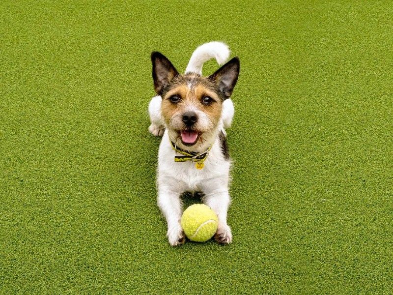 Duggie the tri-coloured rough-haired jack russell terrier, sitting down on some green astroturf with a yellow tennis ball in between his paws.