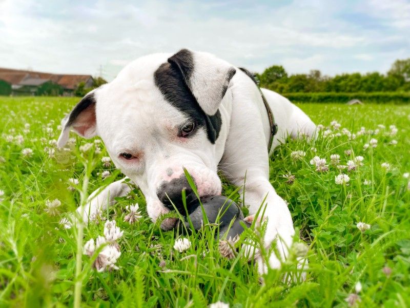 frankie staffie dog enjoying a summer snack