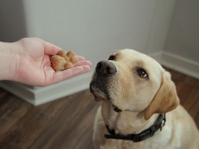 What foods are toxic to dogs and the human foods you can feed them