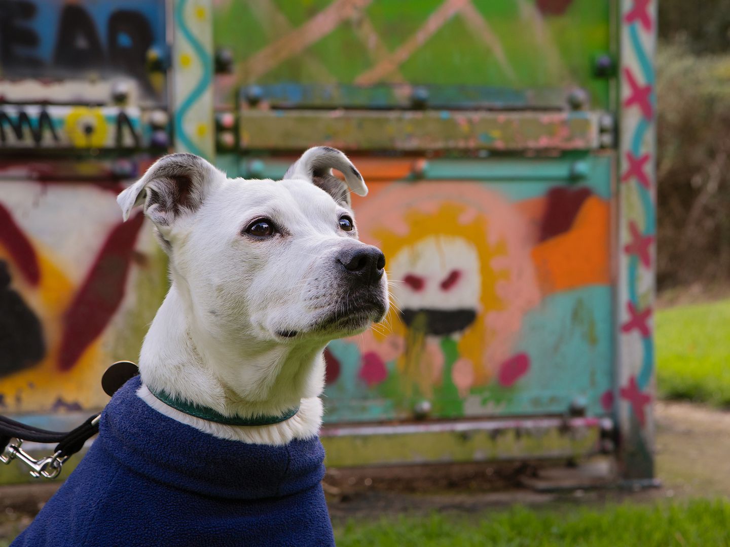 Heidi, a Staffordshire Bull Terrier, was supported alongside her owner Charles by Dogs Trust Together Through Homelessness scheme.