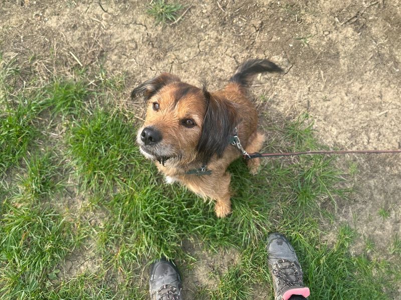 Thatch the Border Terrier Cross enjoys walkies