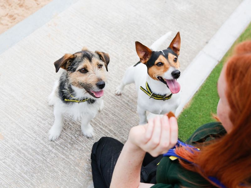Jackrussel terriers getting treats