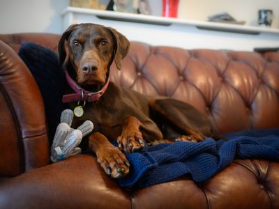 Help protect dogs from fireworks fear