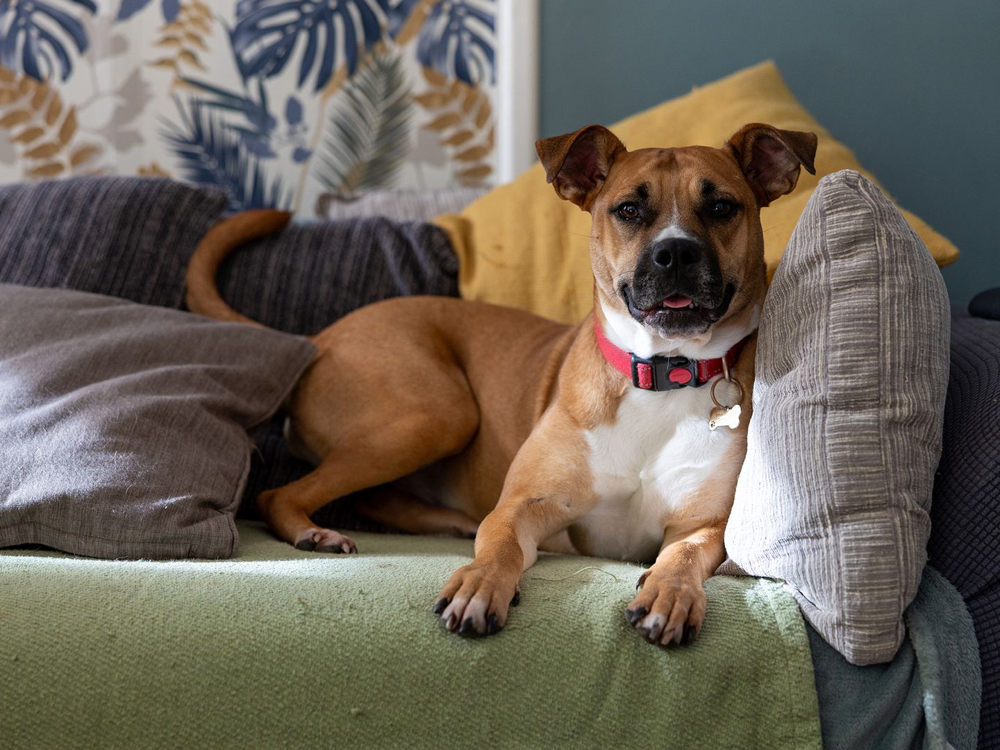 Jojo the Staffy in her happy place