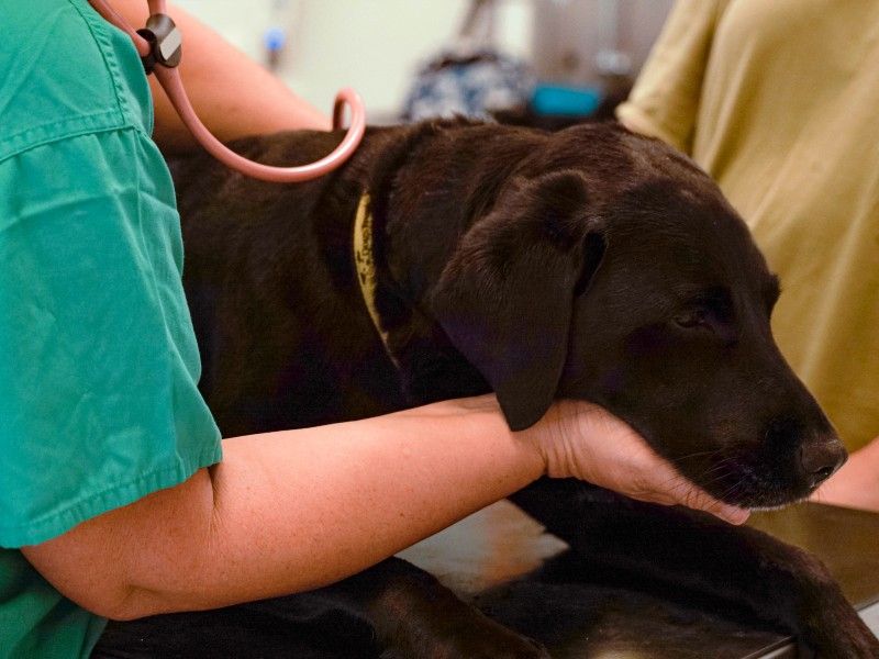 labrador head in vet hands with stethoscope