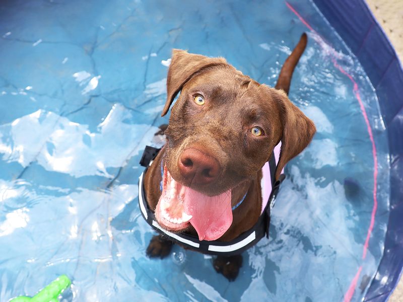 Loki the chocolate Labrador in the paddling pool looking up at the camera with his tongue out