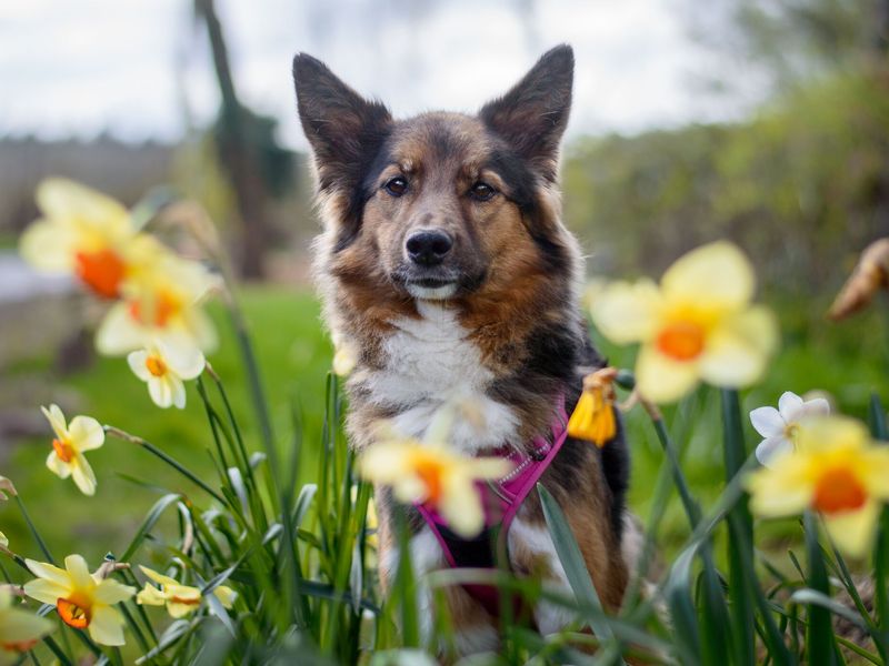 Lucy a sable and white Border Collie sitting amongst the daffodils at Kenilworth Rehoming Centre