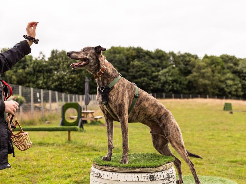 Max a brindle Lurcher standing on a grass platform looking at a trainers hand with a treat in it. The trainer is also holding a dog's muzzle