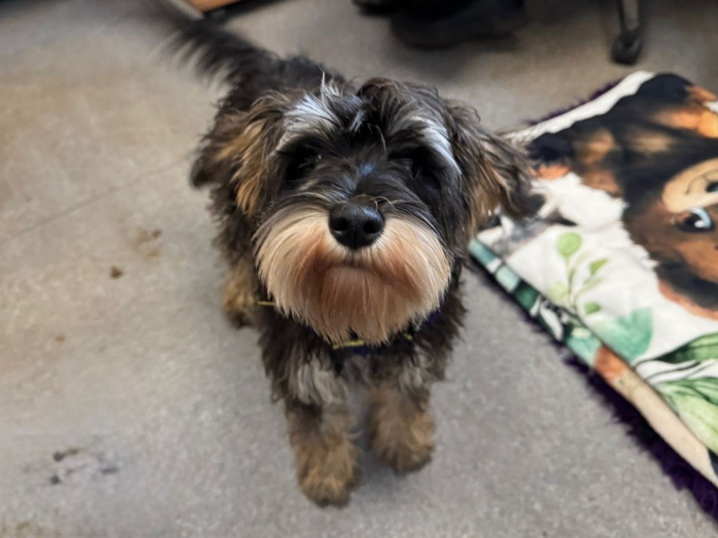 a schnauzer and poodle tri coloured puppy looking at the camera