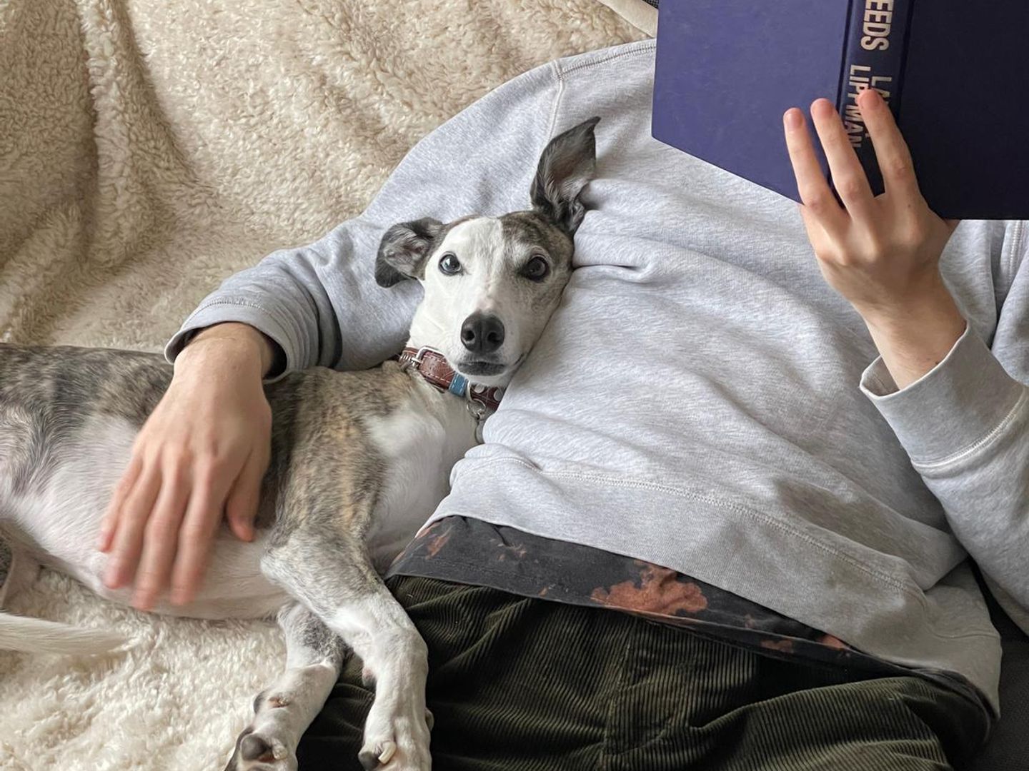 Missi a grey and white Whippet cross tucked up by her male owner reading a book on the sofa