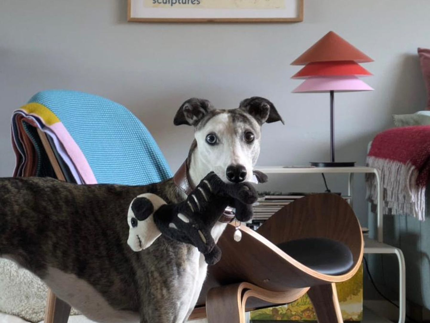 Missi a grey and white Whippet looking at the camera with a toy in her mouth in the living room