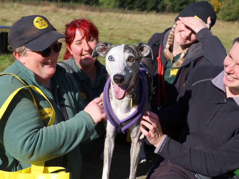 Missi a grey and white Whippet looking at the camera with four canine carers around her