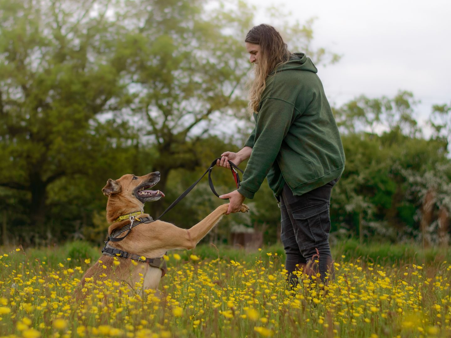 Moose the Underdog gives paw to a Canine Carer
