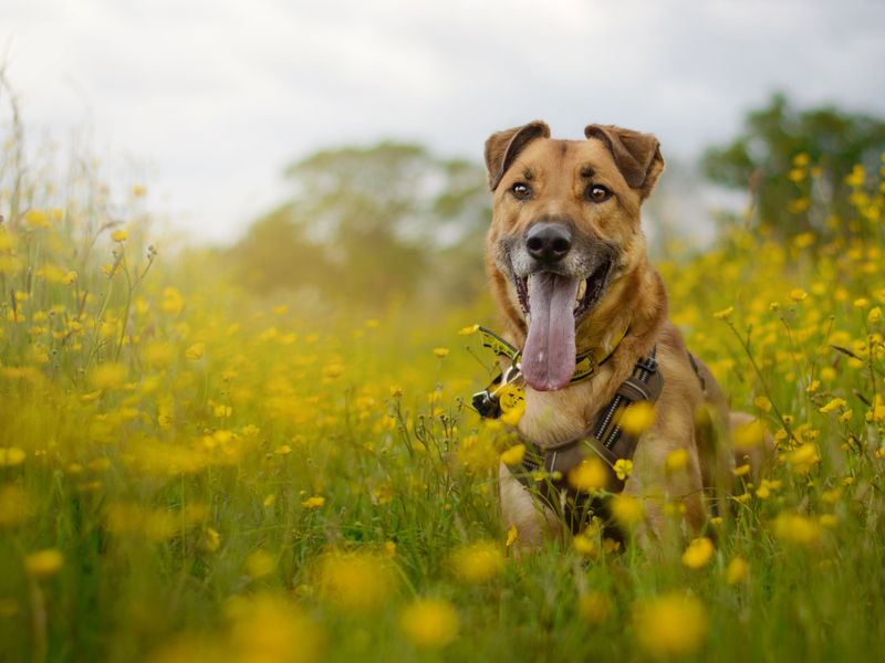 Moose the Underdog stands in a meadow full of yellow flowers