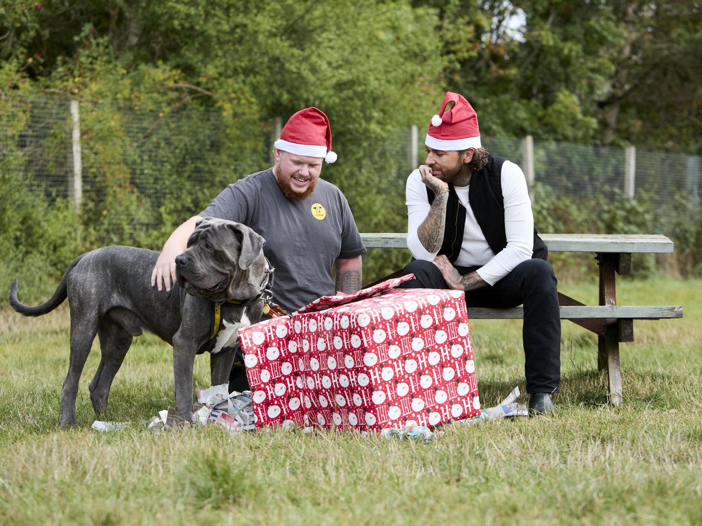 pete and a giant grey cane corso having their picture taken with another member of staff wearing red santa hats. Theres a large wrapped red present in front of them