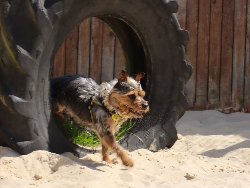 Rex a terrier dog walking through a black tyre on some sand