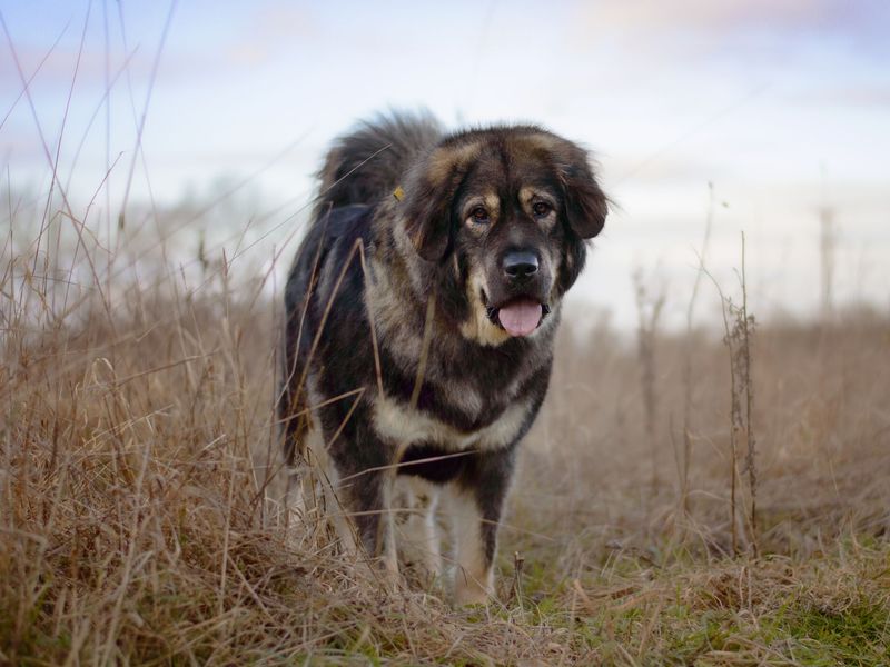 Sparkles a Giant black and tan fluffy dog standing with its tongue out in a grassy field