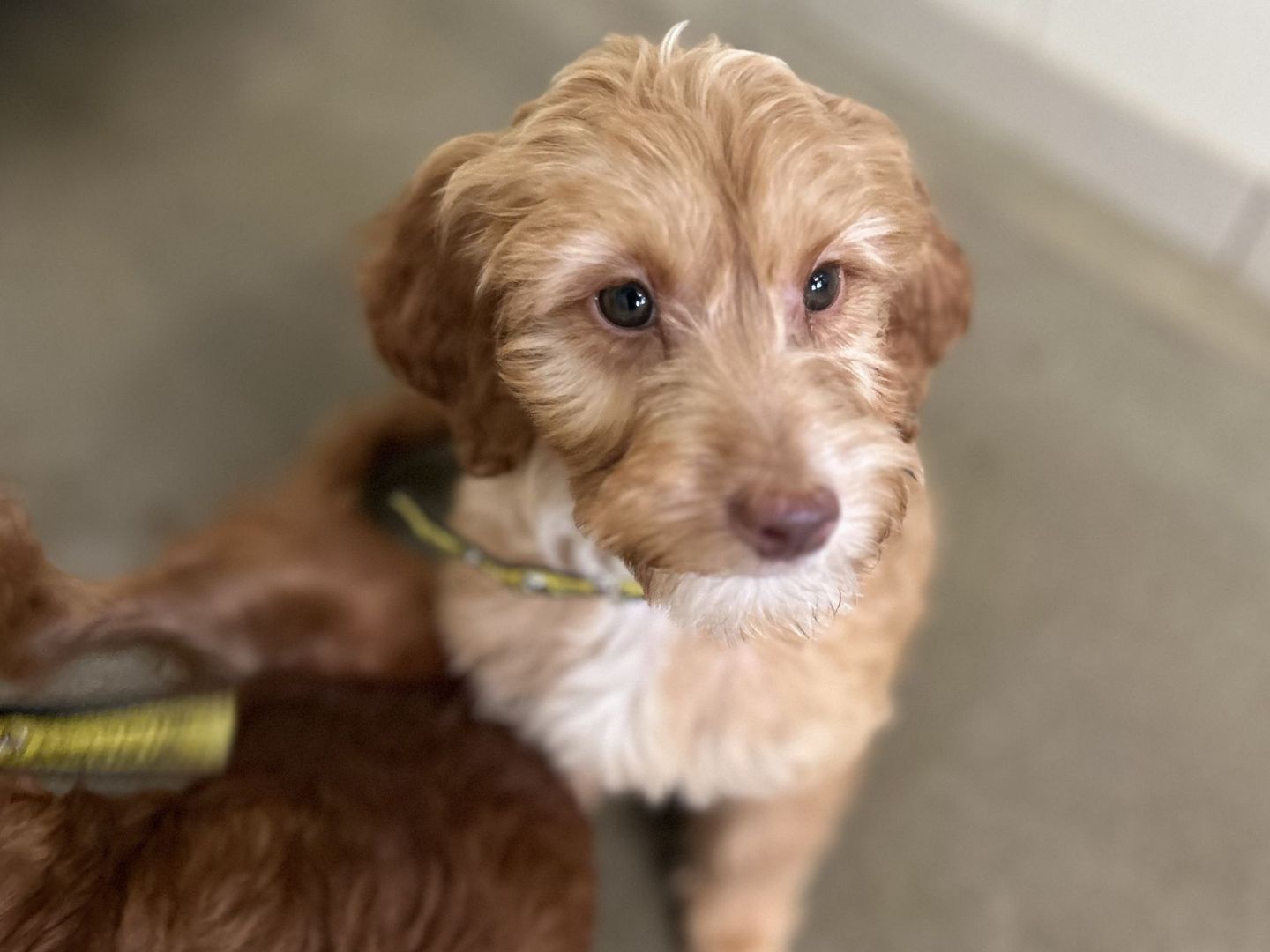 a orange poodle puppy sitting looking away from the camera