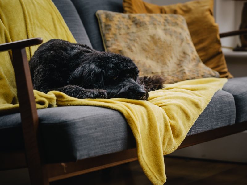 Una the black adult Cockerpoo, laying on a grey sofa with a yellow blanket and beige cushions.