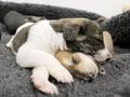 Puppy checklist: preparing for your new dog