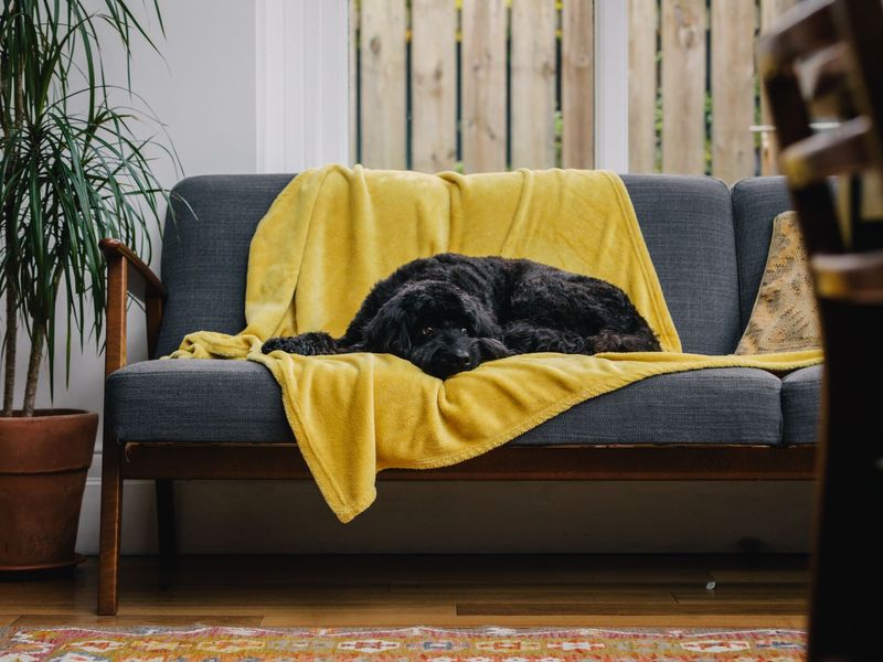 Una the black adult Cockerpoo, laying on a grey sofa with a yellow blanket and beige cushions, looking at the camera.