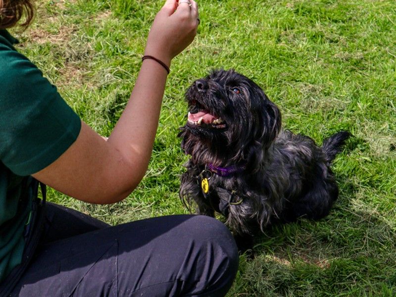 blake terrier training