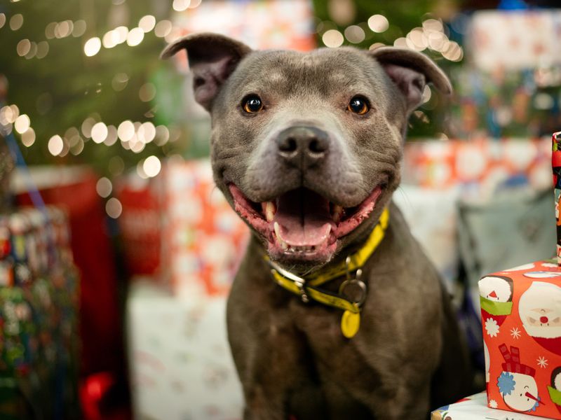 Winston, a grey staffie dog, sits in front of a Christmas tree surrounded by presents.