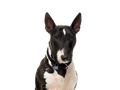 Bull Terrier