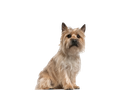 Cairn Terrier
