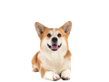 Corgi