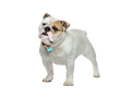 English Bulldog