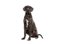Great Dane