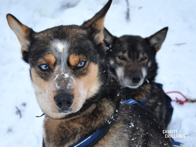 Dog sledding challenge