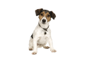 Jack Russell Terrier
