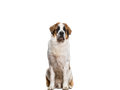 St. Bernard