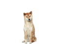 Japanese Shiba Inu